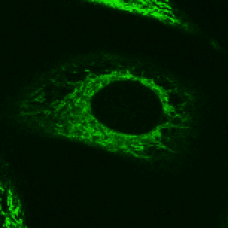 5(6)-Carboxyfluorescein 5(6)-Carboxyfluorescein